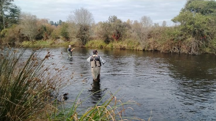 Dos pescadores del club practicando pesca con mosca en un río de la Región de Los Ríos